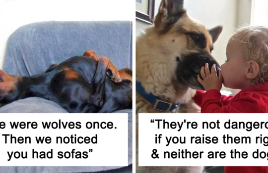 Tweets showing that dogs are man's best friend