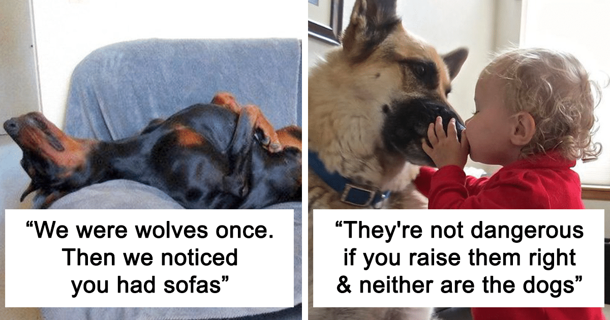 Tweets showing that dogs are man's best friend