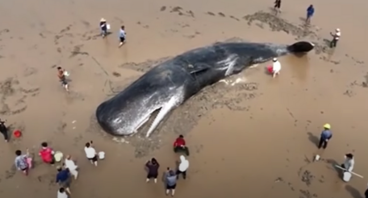 sperm whale being rescued