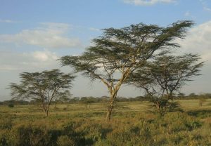 Acacia Trees