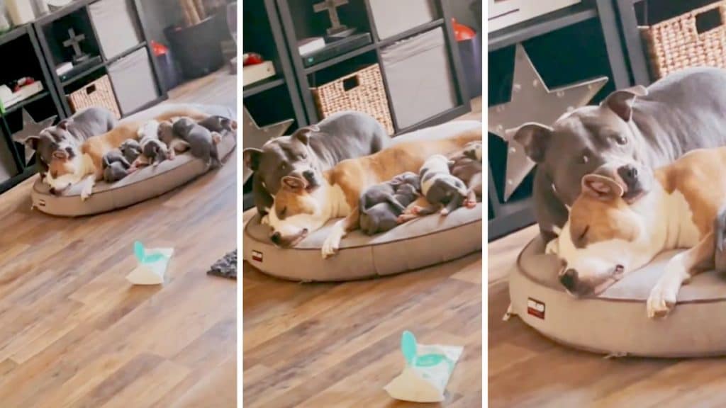 Devoted Pit Bull Dad Refuses to Leave Nursing ‘Wife's’ Side: ‘You Can't ...