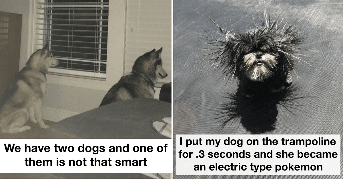 22 Funny Dog Memes That Are Universally Proven to Cure Sadness