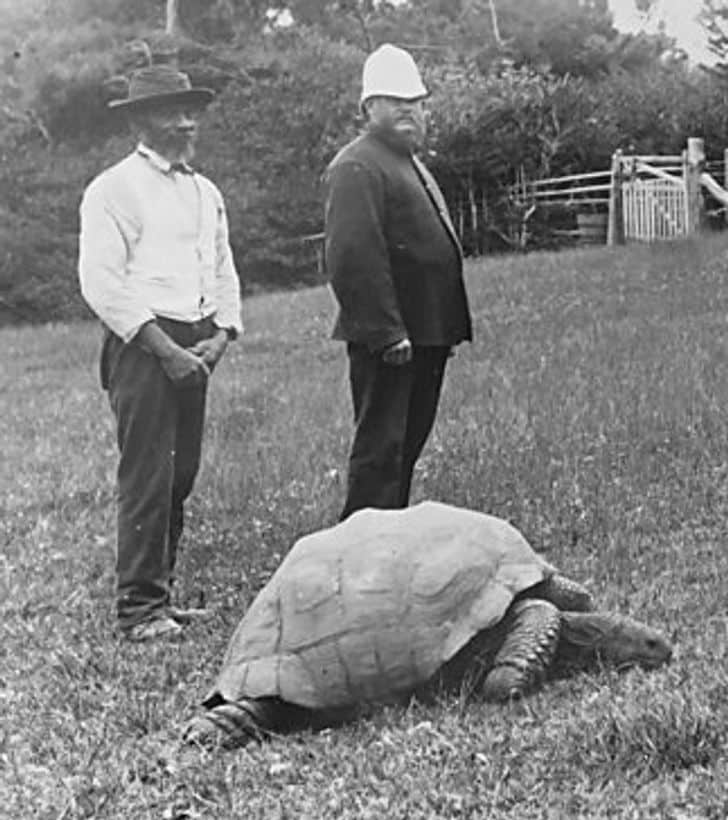 Jonathan tortoise