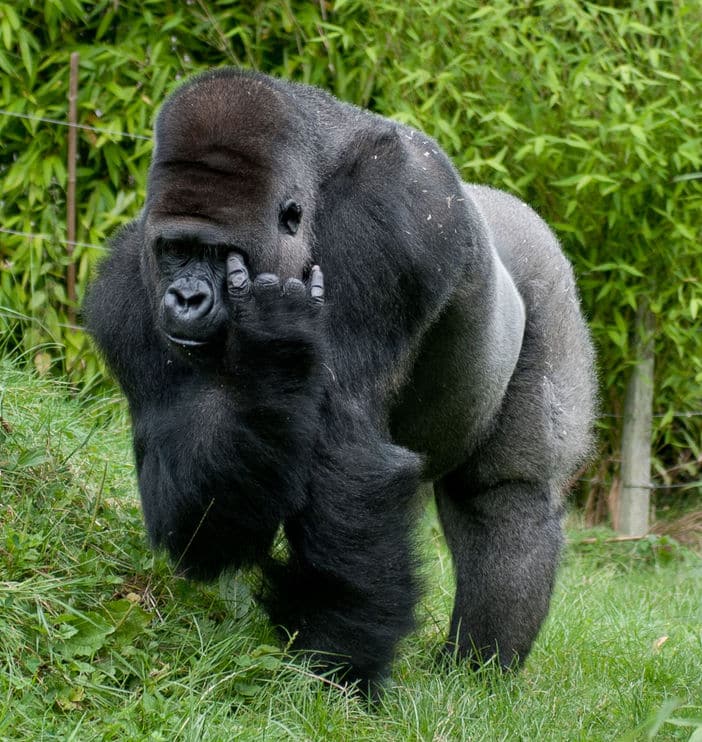 Gorilla