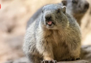 Groundhog day when and why movie Bill Murray holiday