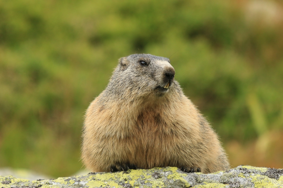 Groundhog day when information about it
