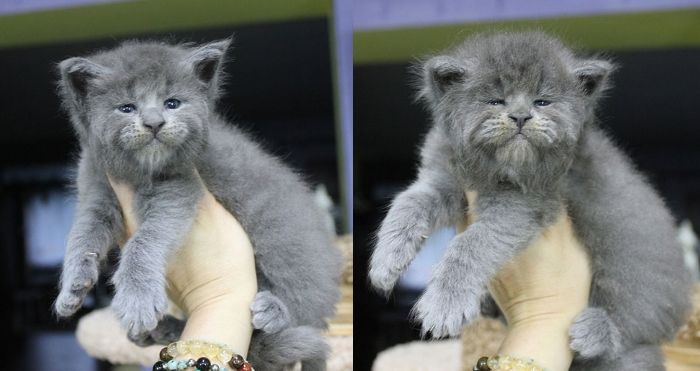 The 5 Kittens in This Litter of Maine Coons Were Born With Adorable Yet Grumpy Faces.