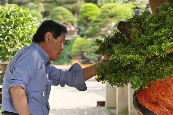 Omiya Bonsai Art Museum