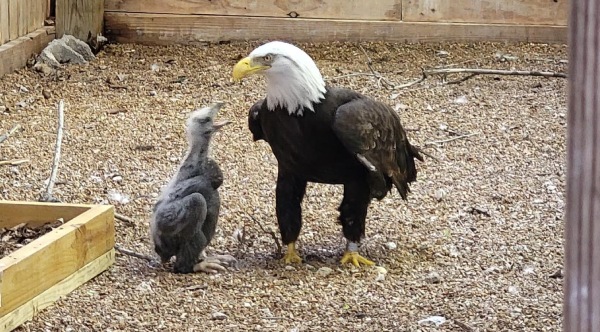 Eaglet with Bald Eagle
