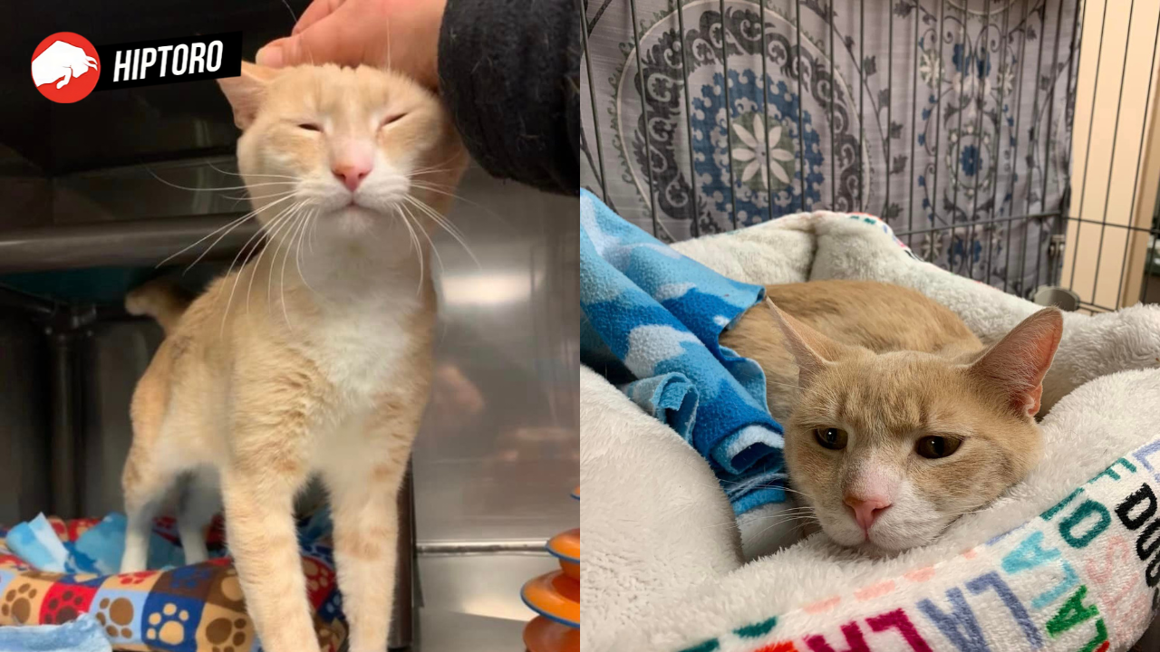 Cat returned to the shelter as it was "too affectionate," now thriving in a new home