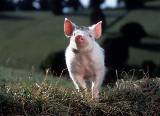 James Cromwell Saves a Baby Pig From Slaughter