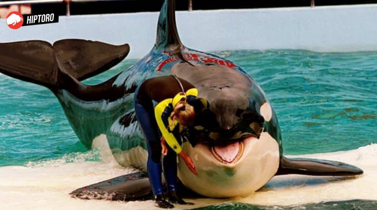 After 50 years of captivity, Tokitae, the oldest orca, has a route to freedom