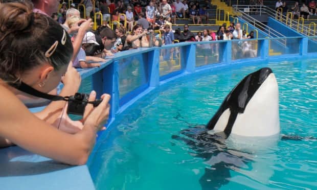 Tokitae, the oldest orca