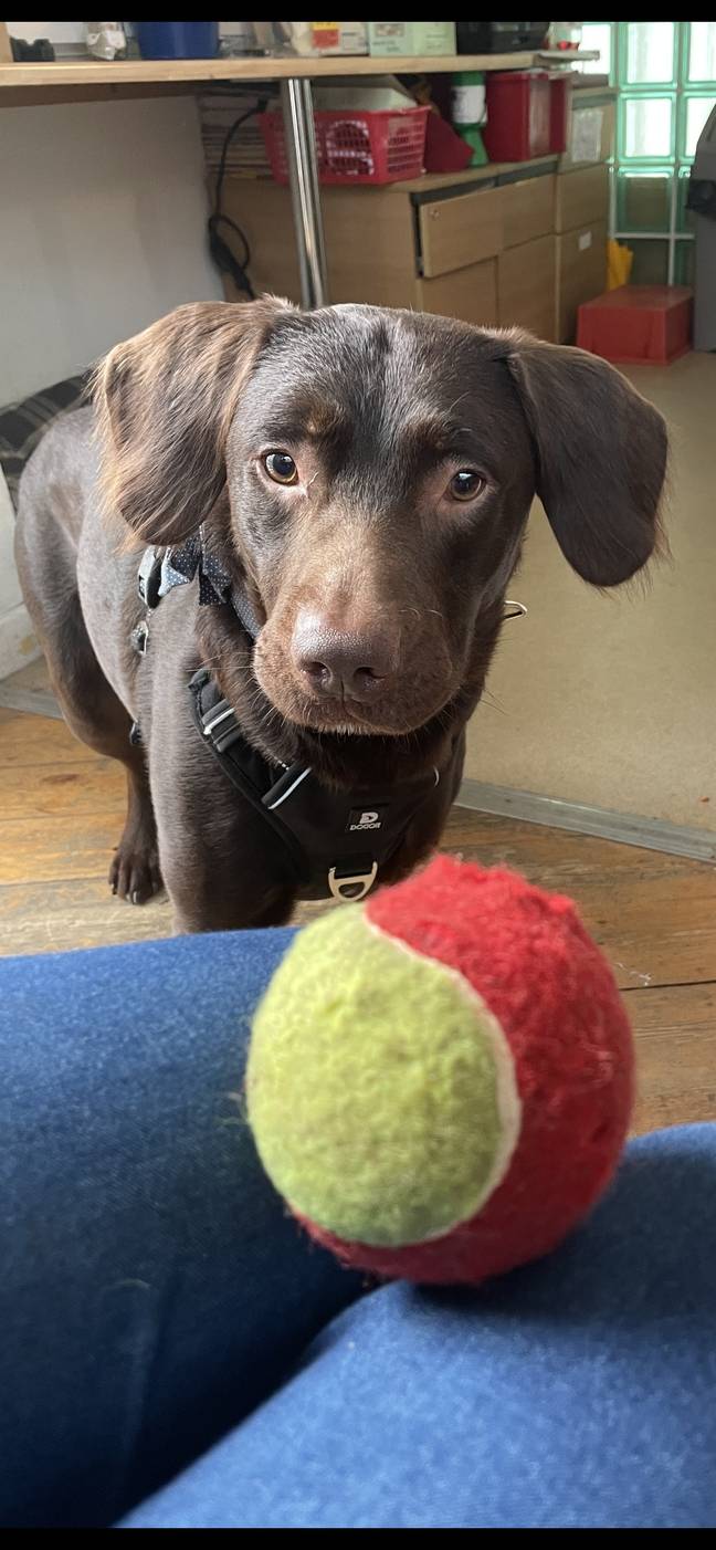 Alcoholic Labrador