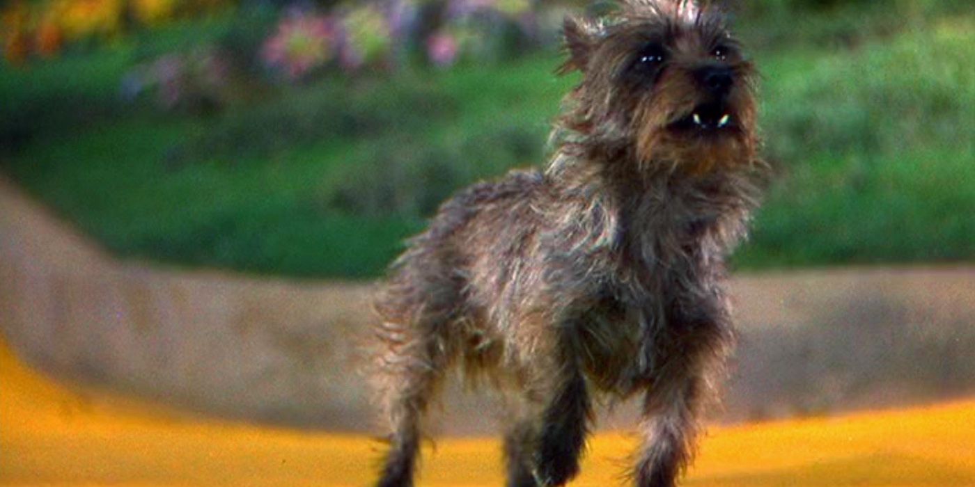 Why Toto Was Hollywood's Top Earner in 'The Wizard of Oz': Unraveling the Real-Life Pay Gap Behind the Classic Movie