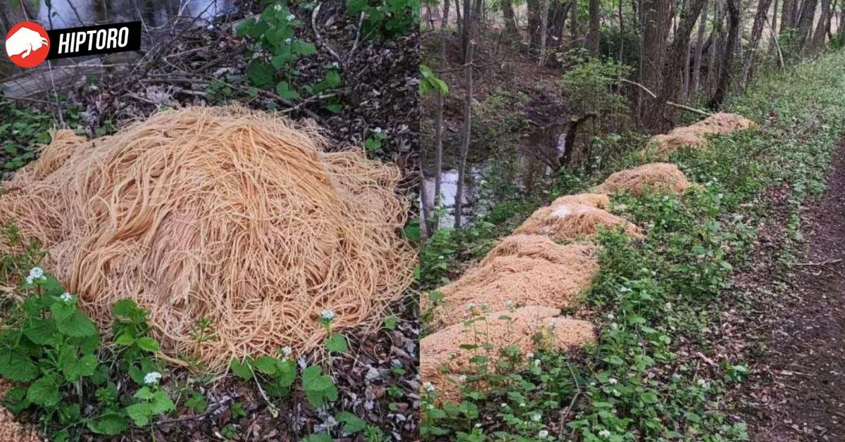 500 lbs pasta