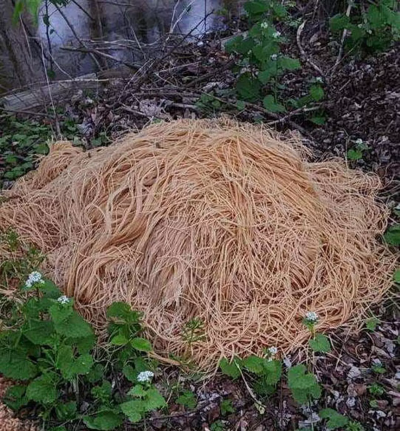 New Jersey, cooked pasta