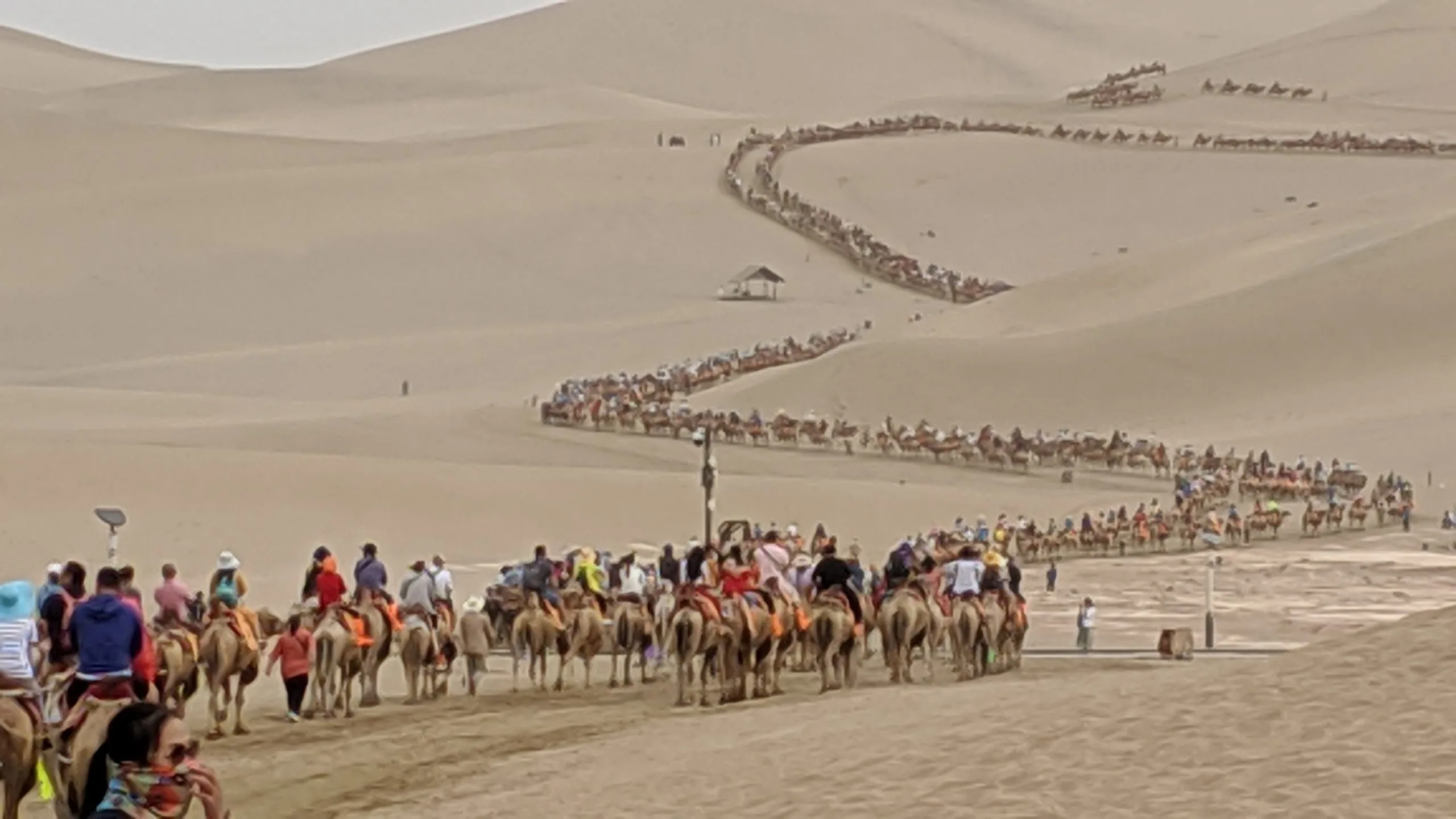 camels on the silk route