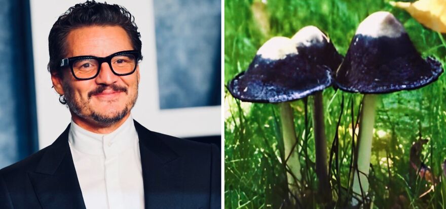 Pedro Pascal's Unexpected Twins: Fans Spot Hilarious Resemblance to Quokkas and Mushrooms on X