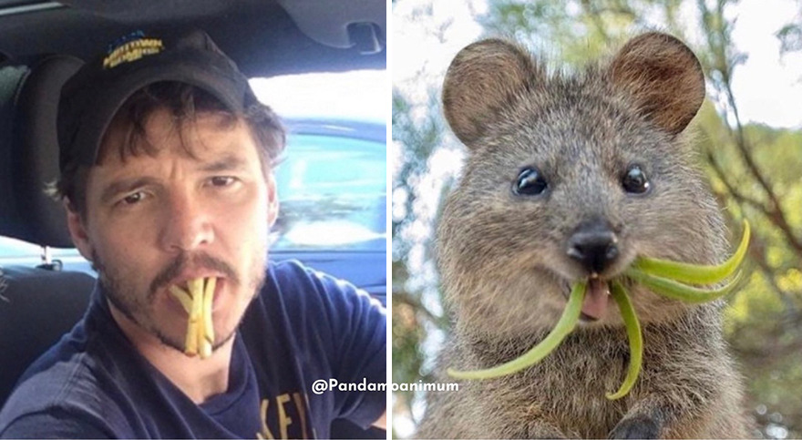 Pedro Pascal's Unexpected Twins: Fans Spot Hilarious Resemblance to Quokkas and Mushrooms on X