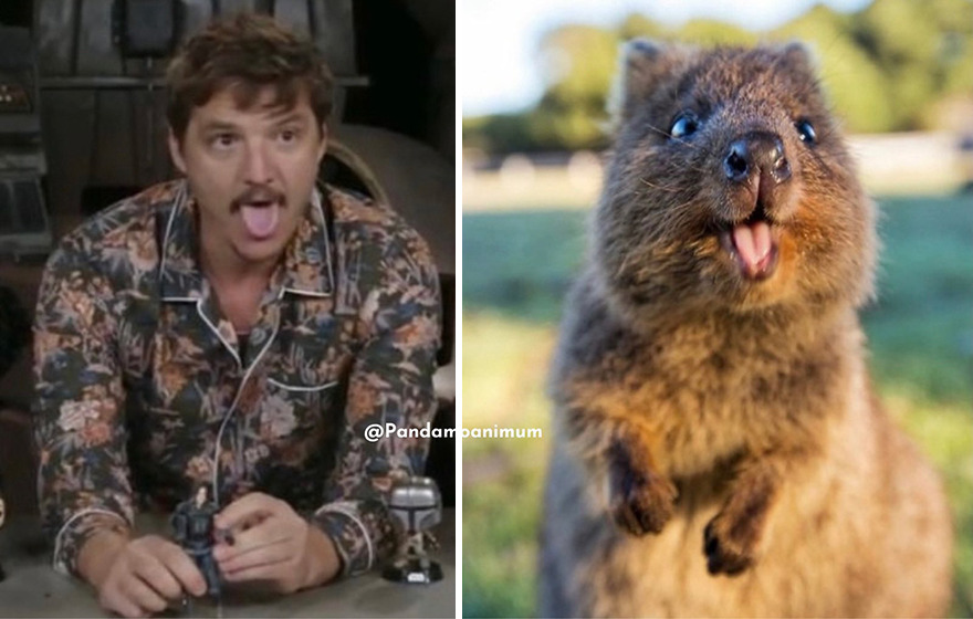 Pedro Pascal's Unexpected Twins: Fans Spot Hilarious Resemblance to Quokkas and Mushrooms on X