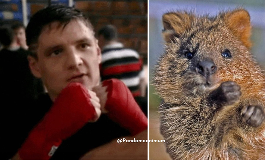 Pedro Pascal's Unexpected Twins: Fans Spot Hilarious Resemblance to Quokkas and Mushrooms on X