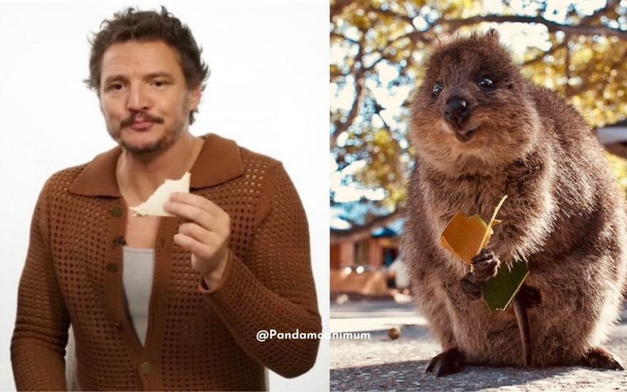 Pedro Pascal's Unexpected Twins: Fans Spot Hilarious Resemblance to Quokkas and Mushrooms on X