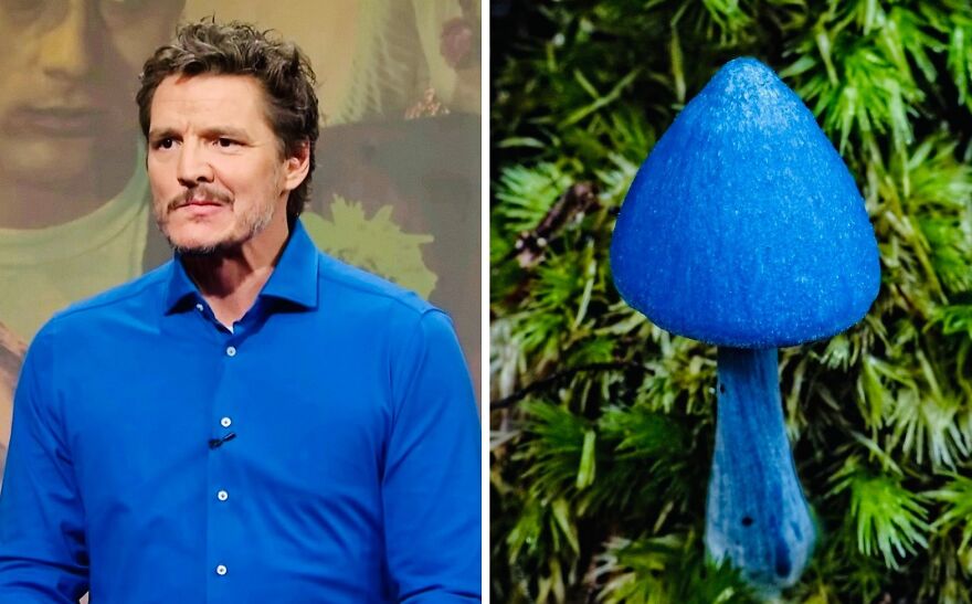 Pedro Pascal's Unexpected Twins: Fans Spot Hilarious Resemblance to Quokkas and Mushrooms on X