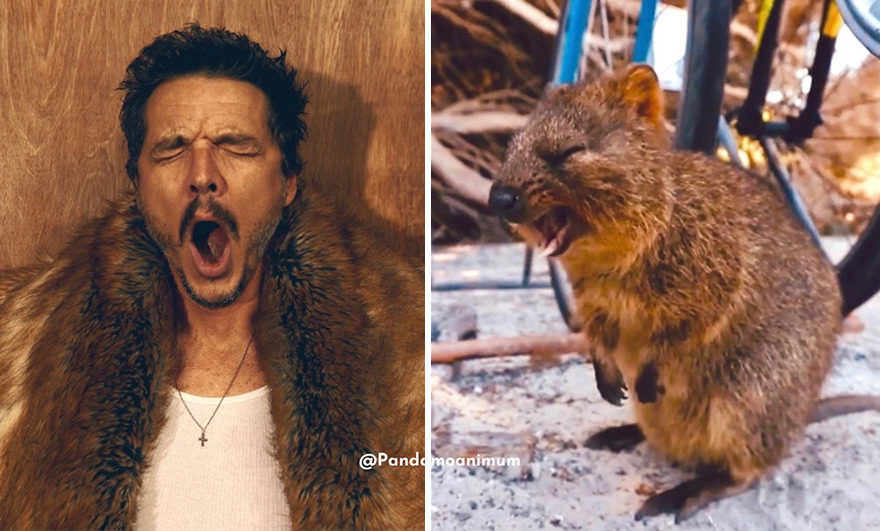 Pedro Pascal's Unexpected Twins: Fans Spot Hilarious Resemblance to Quokkas and Mushrooms on X