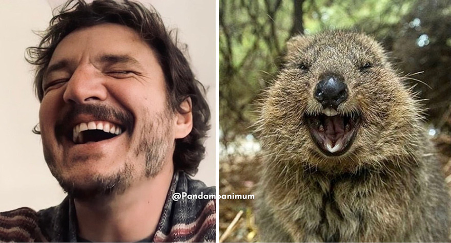 Pedro Pascal's Unexpected Twins: Fans Spot Hilarious Resemblance to Quokkas and Mushrooms on X