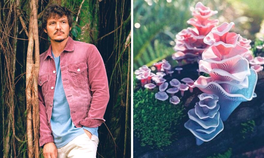 Pedro Pascal's Unexpected Twins: Fans Spot Hilarious Resemblance to Quokkas and Mushrooms on X