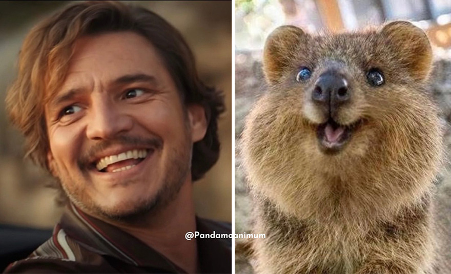 Pedro Pascal's Unexpected Twins: Fans Spot Hilarious Resemblance to Quokkas and Mushrooms on X