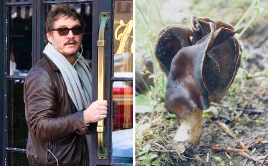 Pedro Pascal's Unexpected Twins: Fans Spot Hilarious Resemblance to Quokkas and Mushrooms on X