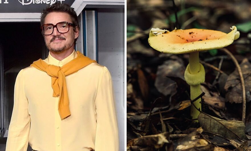 Pedro Pascal's Unexpected Twins: Fans Spot Hilarious Resemblance to Quokkas and Mushrooms on X