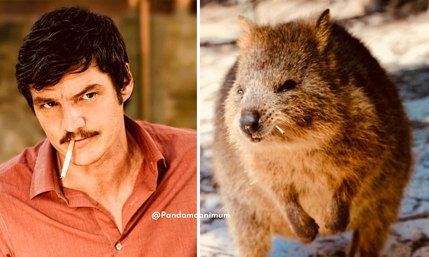 Pedro Pascal's Unexpected Twins: Fans Spot Hilarious Resemblance to Quokkas and Mushrooms on X