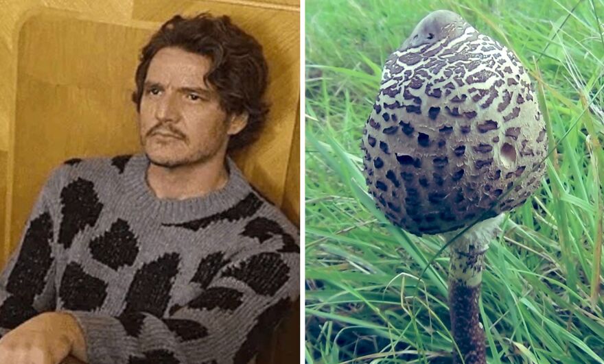 Pedro Pascal's Unexpected Twins: Fans Spot Hilarious Resemblance to Quokkas and Mushrooms on X