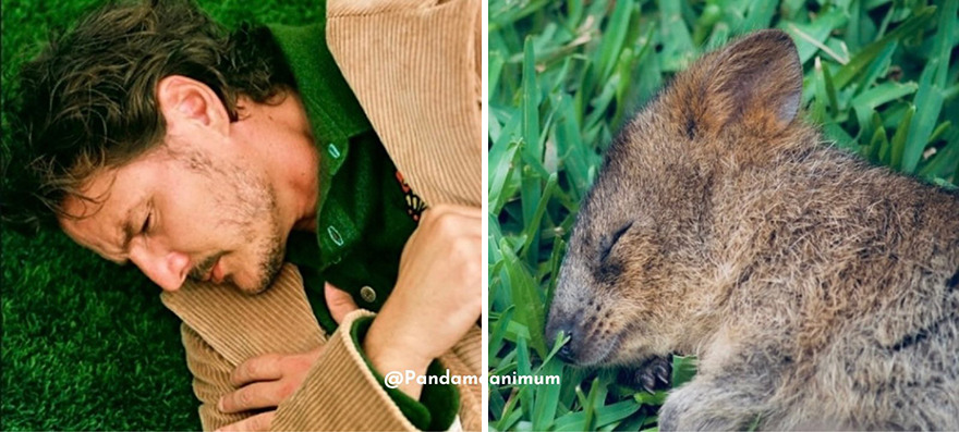 Pedro Pascal's Unexpected Twins: Fans Spot Hilarious Resemblance to Quokkas and Mushrooms on X