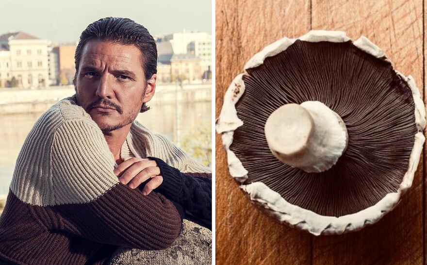 Pedro Pascal's Unexpected Twins: Fans Spot Hilarious Resemblance to Quokkas and Mushrooms on X