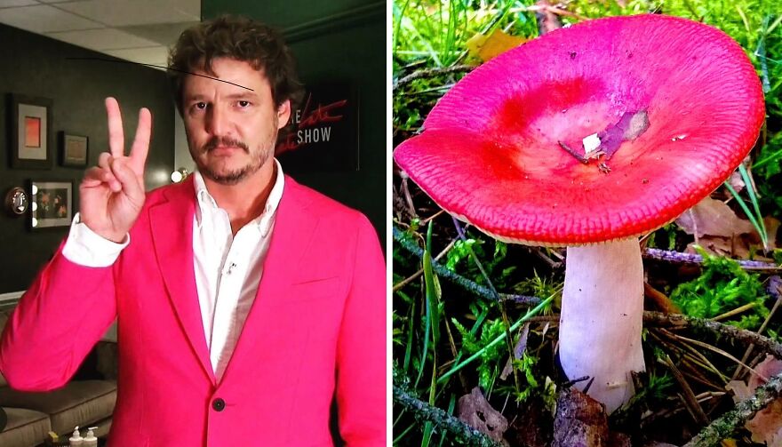 Pedro Pascal's Unexpected Twins: Fans Spot Hilarious Resemblance to Quokkas and Mushrooms on X