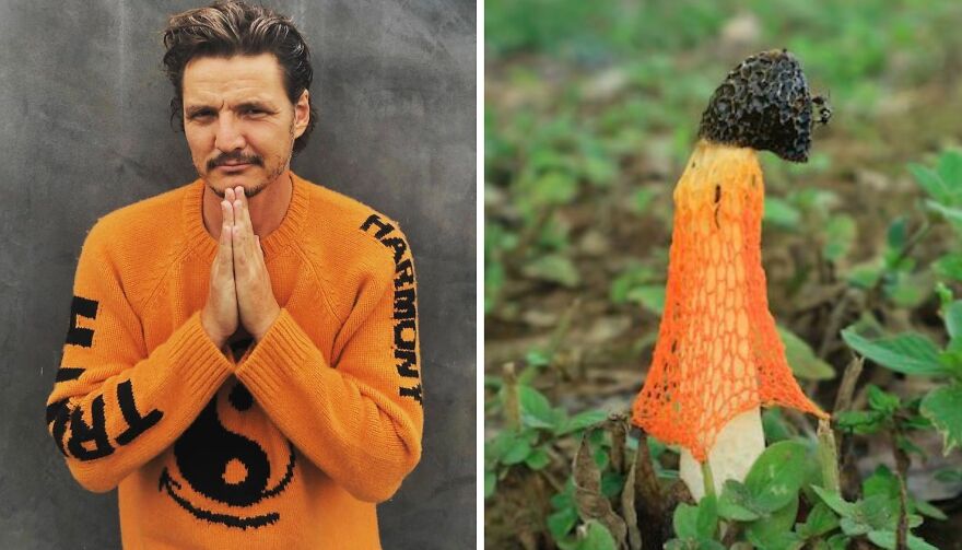 Pedro Pascal's Unexpected Twins: Fans Spot Hilarious Resemblance to Quokkas and Mushrooms on X
