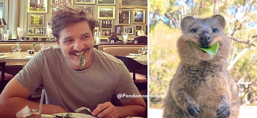 Pedro Pascal's Unexpected Twins: Fans Spot Hilarious Resemblance to Quokkas and Mushrooms on X