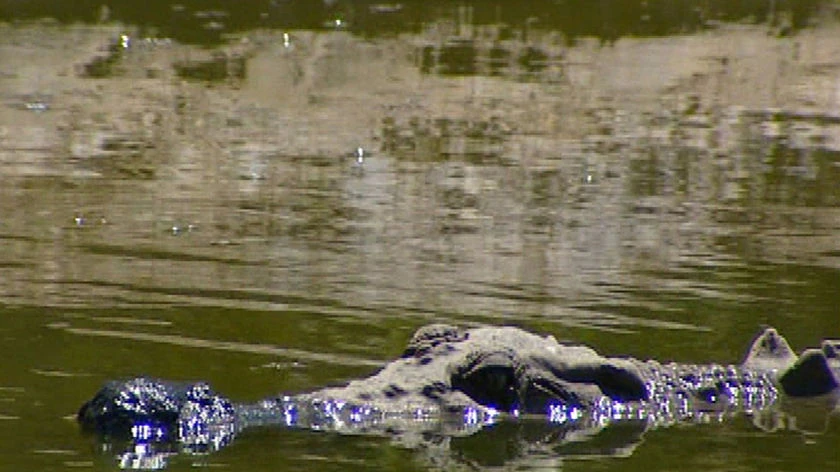 Man Goes Missing After Jumping Into Croc-Infested Fitzroy River While Running From Police In Rockhampton