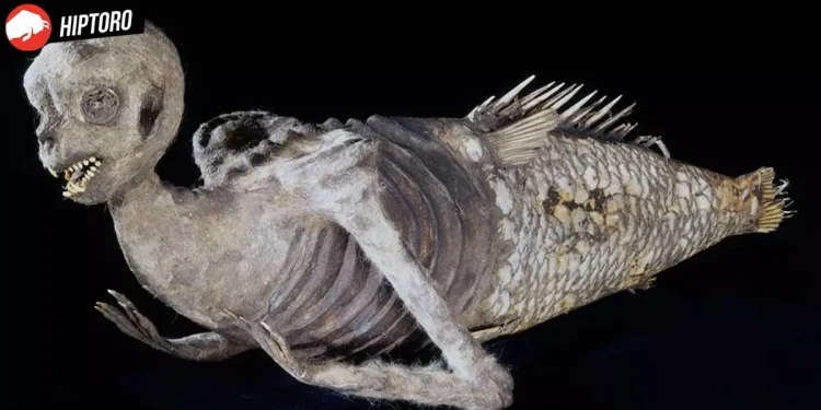 Fiji Mermaid