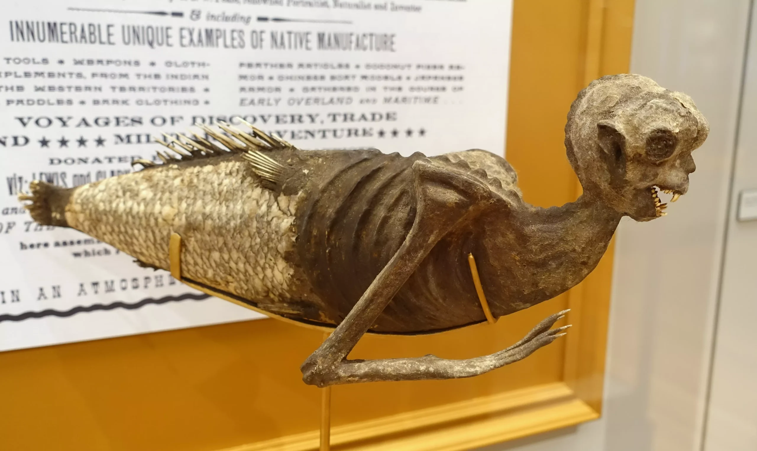 Fiji Mermaid specimen