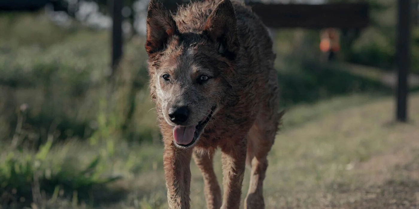 Unraveling Norma's Mystery: Why 'Pet Sematary: Bloodlines' Keeps Fans Guessing About Its 2019 Predecessor?