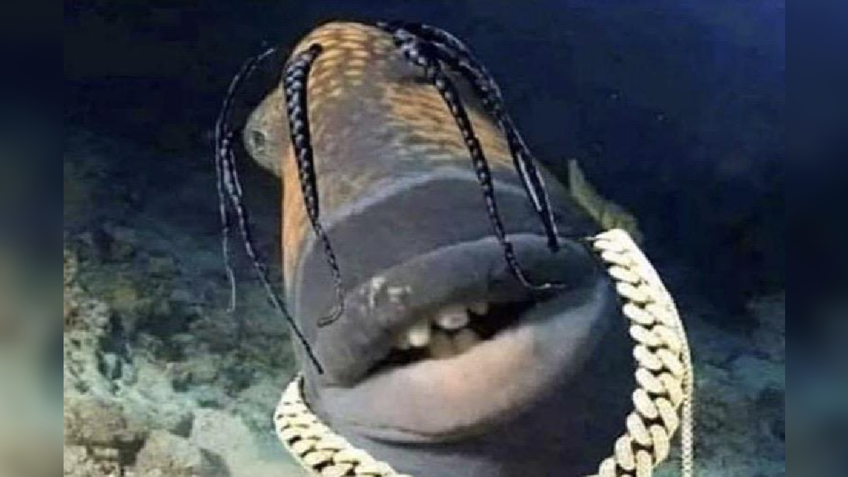 What Is Travis Scott Fish? All About The Popular Meme Based On The Face Of An American Rapper