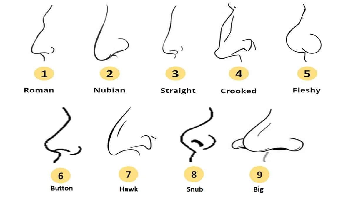 9 Unique Aquiline Nose Shapes: Exploring Diverse Roman Nose Varieties