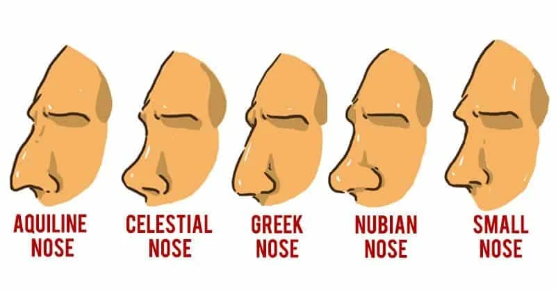 9 Unique Aquiline Nose Shapes: Exploring Diverse Roman Nose Varieties