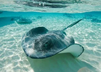 A Stingray's Surprise Pregnancy in an Aquarium Might Involve a Shark